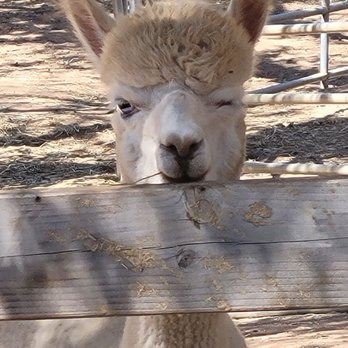 Hazard Alpacas - Hello! - Attraction Farms Near Me - Jamul, California Hazard Alpacas - Hello! - Attraction Farms Near Me - Jamul, California