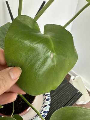 The Mellow Mission by null