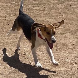 Pebble Hills Dog Park - Monti having the time of his life.