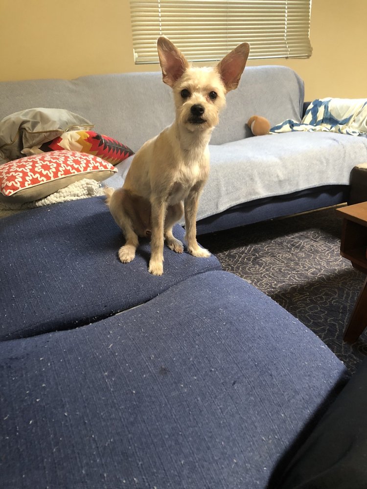 MISS GROOMERS Updated August 2024 12400 Montwood Dr, El Paso, Texas