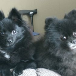 Animal Doctor Of Selmer - Pippin and Ace
