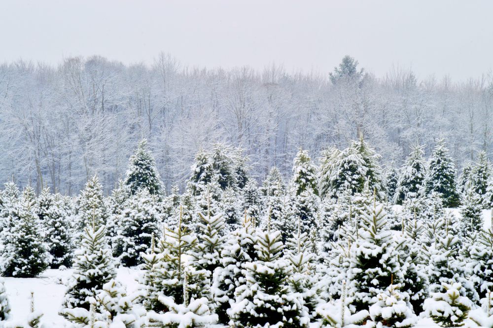 TALL TIMBERS TREE FARM TEMP. CLOSED Updated September 2024 24