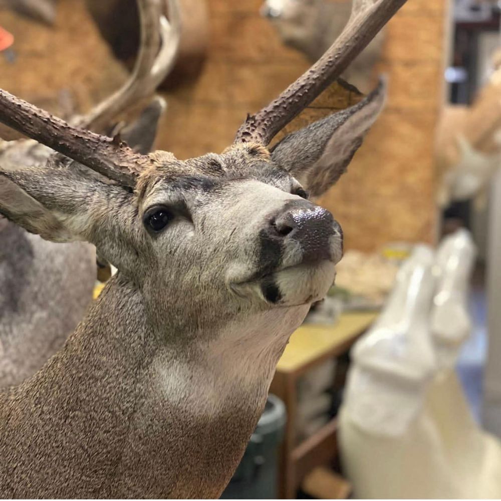 Adventures Wildlife Studio - taxidermy in Arvada, CO