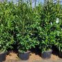 Photo of Victory Nursery & Landscaping