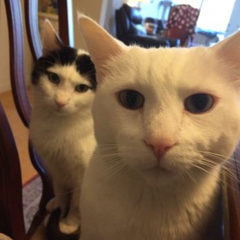 TrueCare for pets - Stza (all white) and his brother Joey (background) - Veterinarians Near Me - Studio City, California TrueCare for pets - Stza (all white) and his brother Joey (background) - Veterinarians Near Me - Studio City, California