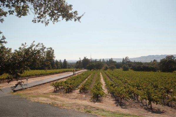 Bartholomew Estate Winery by null