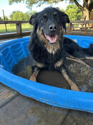 The Watering Bowl by null