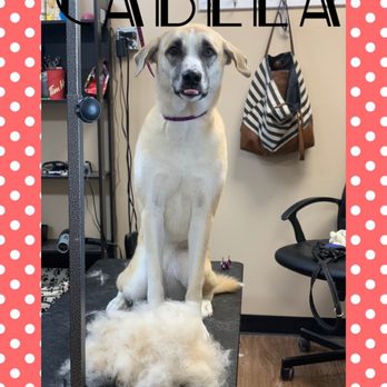 Catty Canines - Short coats need deshedding too! - Pet Groomers Near Me - Edmonton, Alberta Catty Canines - Short coats need deshedding too! - Pet Groomers Near Me - Edmonton, Alberta