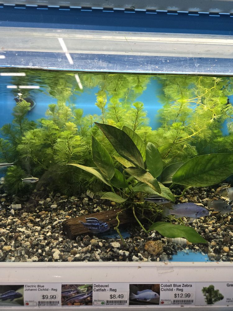 Pet Supermarket Image