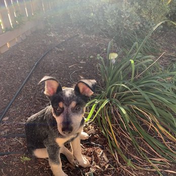Karma Dog Training - Pet Training Near Me - San Diego, California Karma Dog Training - Pet Training Near Me - San Diego, California