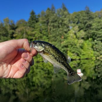Lake Fenwick Park - Abundant small fish July 2024 - Parks Near Me - Kent, Washington