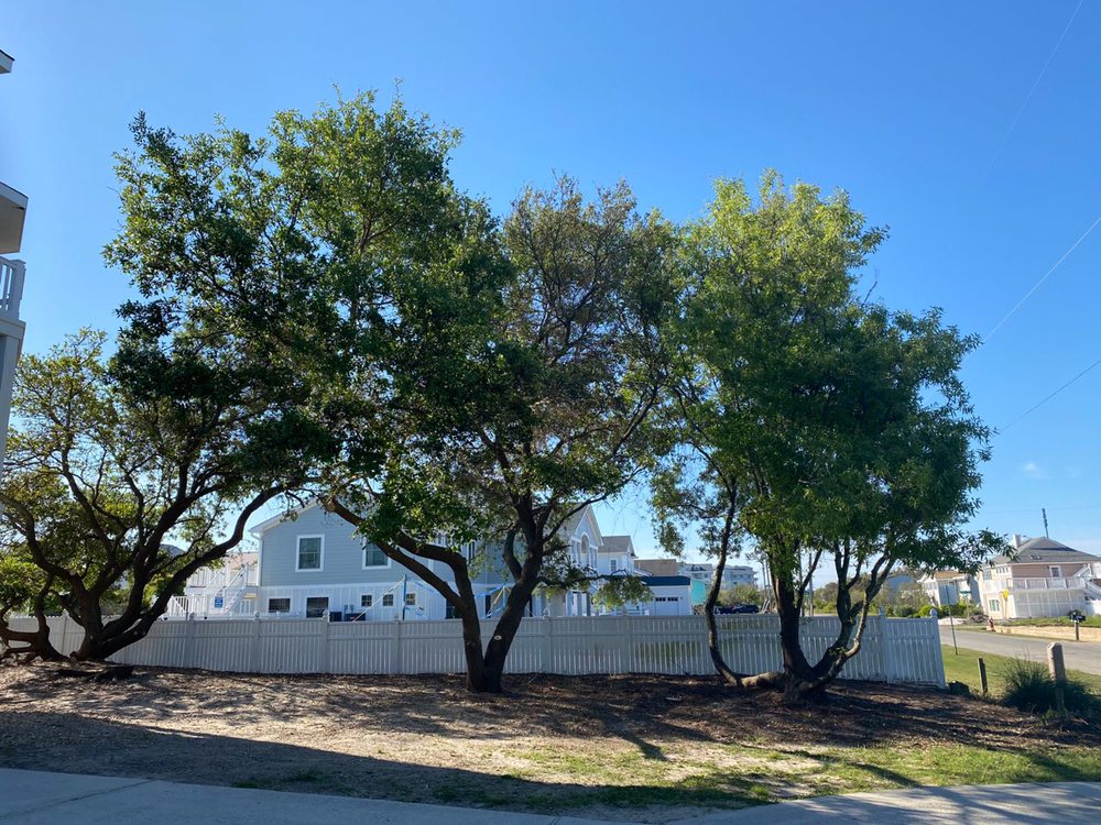 LIVERMAN LANDSCAPING AND TREE CARE Virginia Beach, Virginia Tree