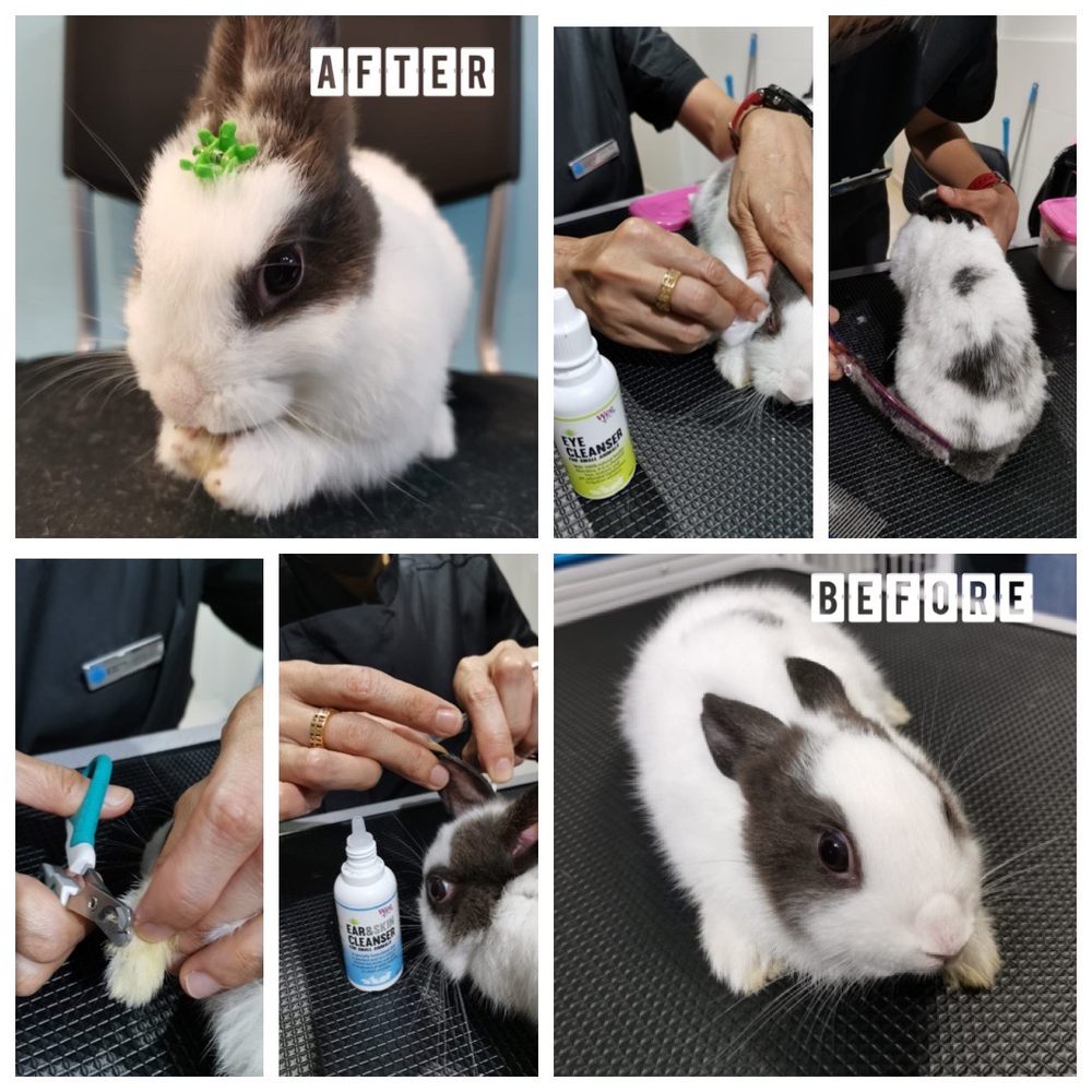 GROOMING STUDIO SG 12 Photos 414 , Jurong West 42, Singapore