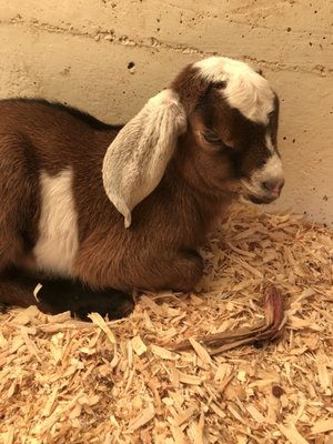 Quièvremont Vineyard & Winery by null