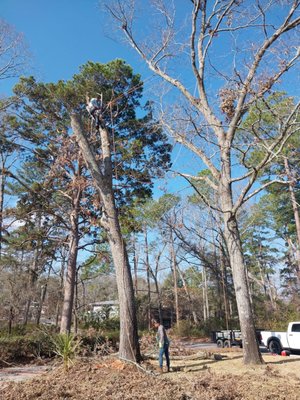 Arborist Services - With over 18 years of professional experience, our arborist services are trusted for expert tree care and maintenance. We specialize in tree pruning, removal, health assessments, and emergency storm damage response. Our certified arborists are committed to safety, sustainability, and enhancing the health and beauty of your trees and landscape. Whether residential or commercial, we deliver reliable, knowledgeable service backed by nearly two decades of hands-on expertise. Arborist Services - With over 18 years of professional experience, our arborist services are trusted for expert tree care and maintenance. We specialize in tree pruning, removal, health assessments, and emergency storm damage response. Our certified arborists are committed to safety, sustainability, and enhancing the health and beauty of your trees and landscape. Whether residential or commercial, we deliver reliable, knowledgeable service backed by nearly two decades of hands-on expertise.