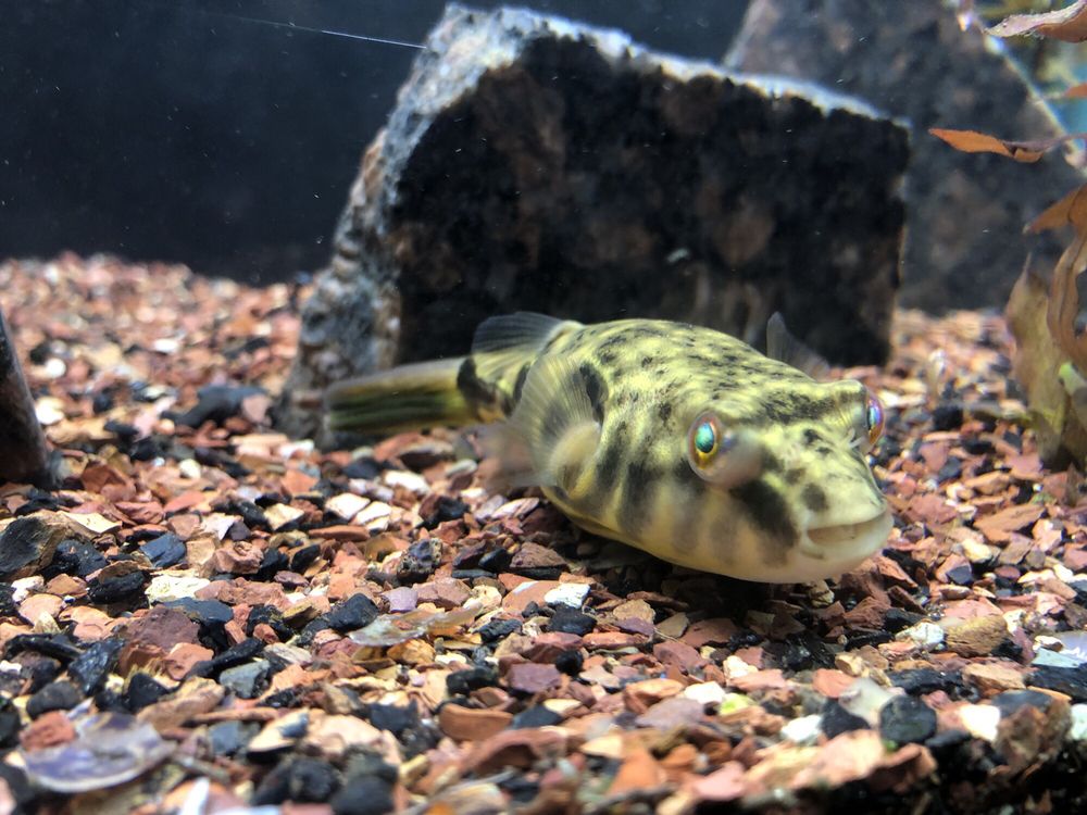 AMERICAN AQUATICS 11 Photos & 11 Reviews 2523 34th St, Lubbock, TX Yelp