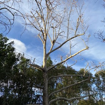 Valley Tree Care - sycamore tree trimmed away from power lines - Tree Services Near Me Valley Tree Care - sycamore tree trimmed away from power lines - Tree Services Near Me