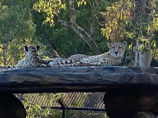 Australia Zoo by null