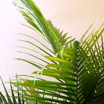 Covens Interior Plants - Nurseries & Gardening Near Me - Houston, Texas
