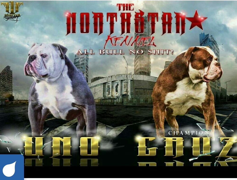 THE NORTHSTAR KENNEL Updated June 2024 Akron, Ohio Pet Breeders