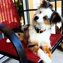 Pampered Pets Dog & Cat Grooming - equestrian in Hot Springs, AR