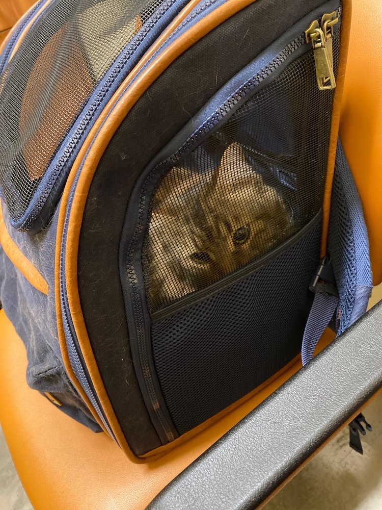 VETERINARY MEDICAL CENTER 25 Photos & 43 Reviews 10115 Folsom Blvd