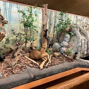 Bushkill Falls - Animal "exhibit" in lobby area - Tours Near Me - Bushkill, Pennsylvania Bushkill Falls - Animal "exhibit" in lobby area - Tours Near Me - Bushkill, Pennsylvania