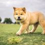 Thrive Pet Healthcare - Sicklerville