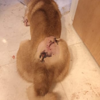 Waianae Veterinary Clinic - One bite from a ridgeback mix dog.  Into the muscle.  Surgery & drainage tube with stitches. - Veterinarians Near Me - Waianae, Hawaii