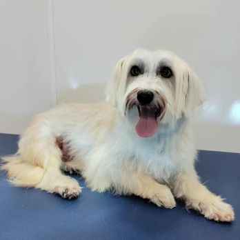 There's No Place Like Home Mobile Pet Spa - This is the result of "whatever you want to do Iesha!" - Pet Groomers Near Me - Berkeley , California There's No Place Like Home Mobile Pet Spa - This is the result of "whatever you want to do Iesha!" - Pet Groomers Near Me - Berkeley , California