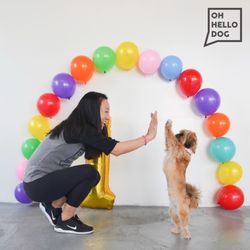 Oh Hello Dog - We love showing up at daycare everyday to make your dogs happy and your lives easier!