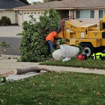 Orange County Tree Services - Haul-away and clean-up. - Tree Services Near Me Orange County Tree Services - Haul-away and clean-up. - Tree Services Near Me