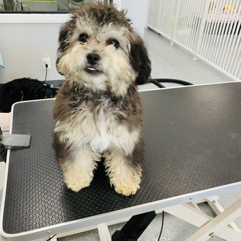 Puppy Pampering Pet Spa - Before - Pet Groomers Near Me - Rancho Cucamonga, California