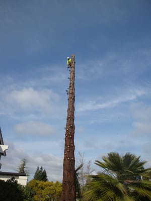 EC TREE SERVICE - Updated February 2026 - 128 Photos & 468 Reviews ...
