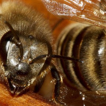 Bugwacker Termite & Pest Control - Pest Control Near Me - Santa Fe, Texas Bugwacker Termite & Pest Control - Pest Control Near Me - Santa Fe, Texas