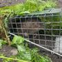 Photo of Guardian Wildlife Solutions