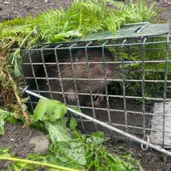 Guardian Wildlife Solutions