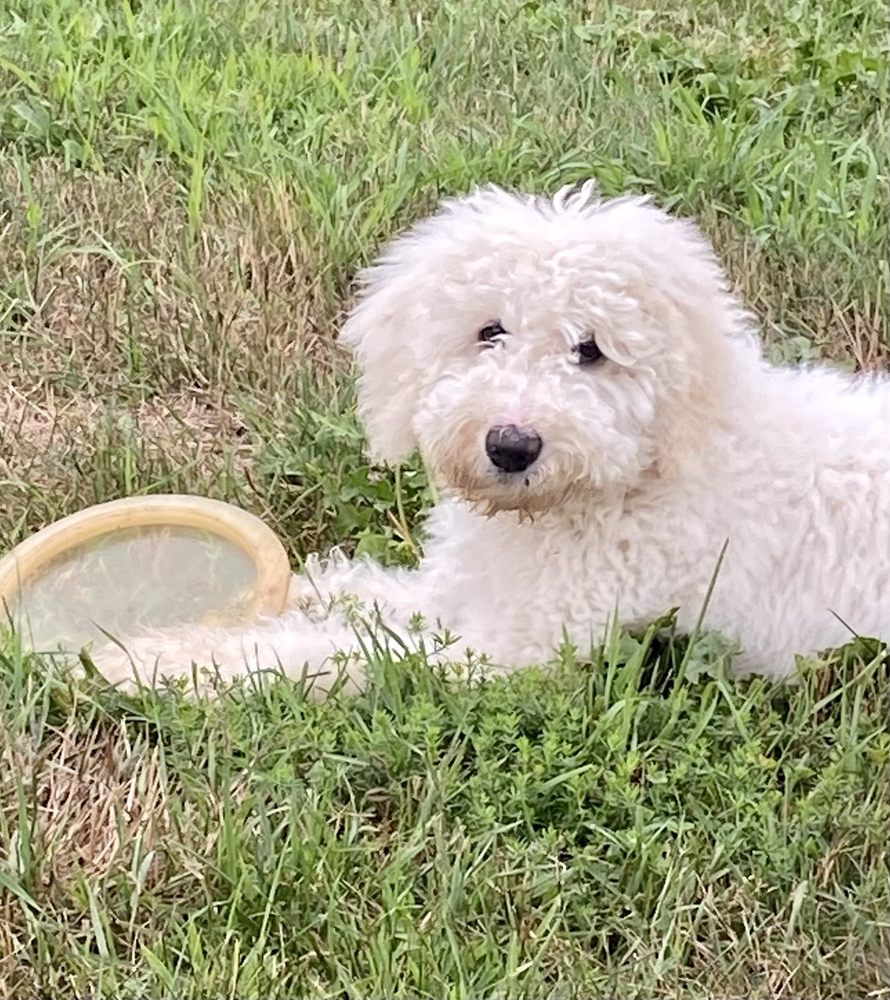 GREEN ACRES KENNEL SHOP Updated September 2024 10 Reviews 1653