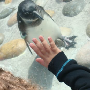 Six Flags Discovery Kingdom - Cute penguin - Amusement Parks Near Me - Vallejo, California Six Flags Discovery Kingdom - Cute penguin - Amusement Parks Near Me - Vallejo, California