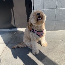Pup Scrub - Before