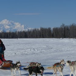 The Flower Kennel and Homestead LLC - Mushing with Denali