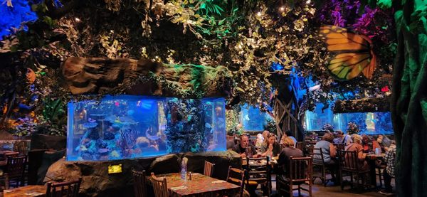 Rainforest Cafe by null
