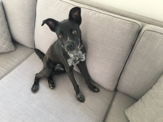 Lifeline Puppy Rescue by null