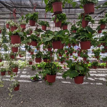 OC Succulents - Amazing display of hanging plants! - Nurseries & Gardening Near Me - Irvine, California OC Succulents - Amazing display of hanging plants! - Nurseries & Gardening Near Me - Irvine, California