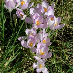 Botanischer Garten