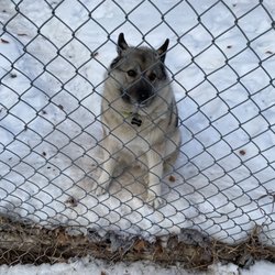 Snow Valley - Take the North lift and on top of the hill, she usually sits there and watches people ! :)