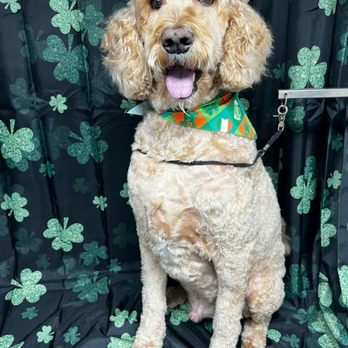 The Doggy Spa - Pet Groomers Near Me The Doggy Spa - Pet Groomers Near Me