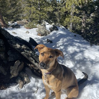 Pavlov Dog Training - Just a photo of my well behaved pup! - Pet Training Near Me - Denver, Colorado