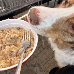 Chicken pup meal