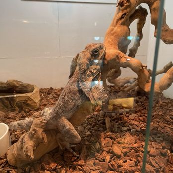 Pet Palace - Pet Stores Near Me - Covina, California